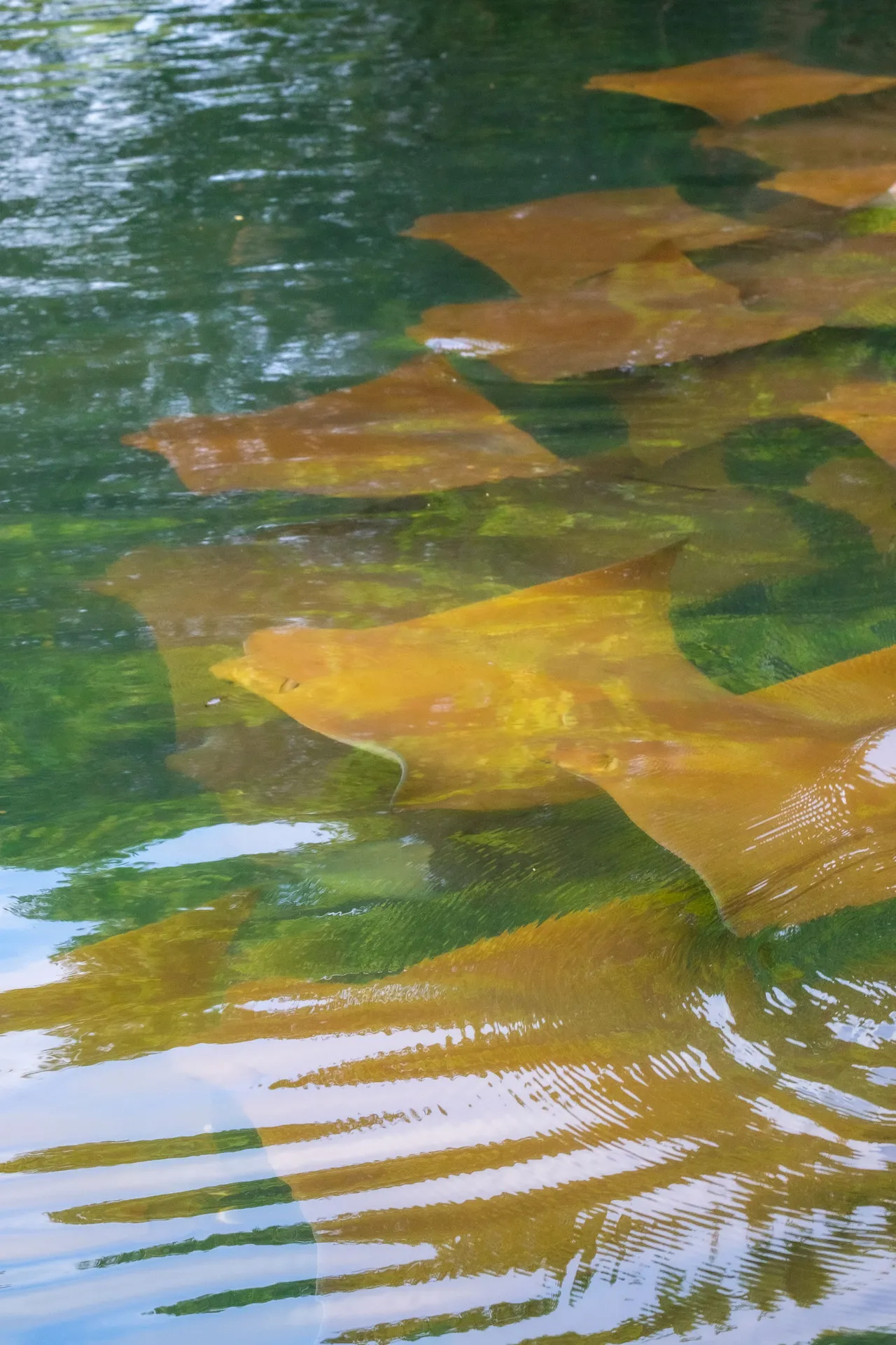 Golden cownose ray photo 1