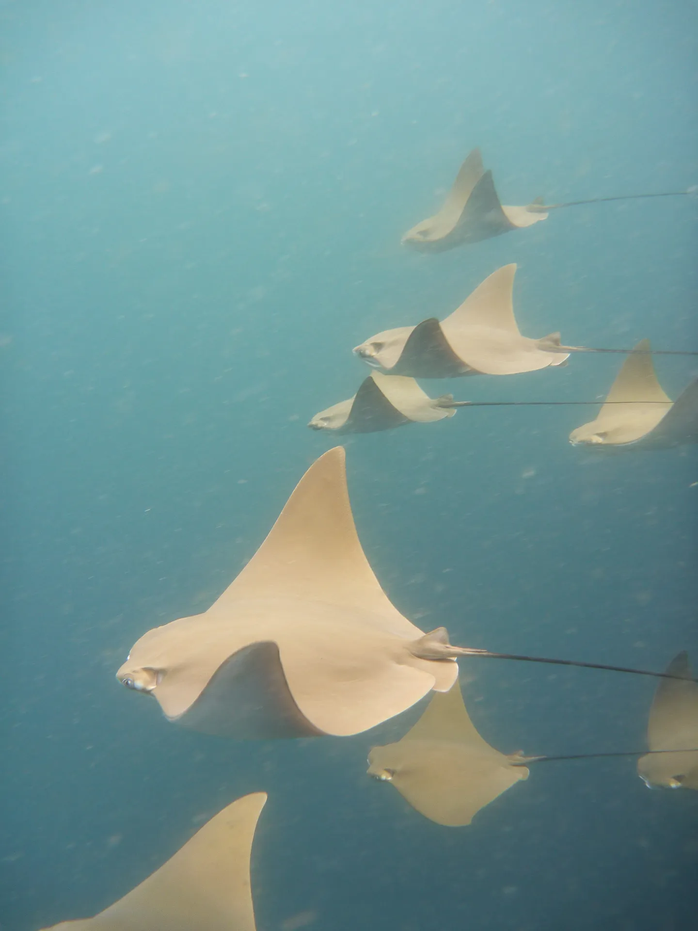 Golden cownose ray photo 2