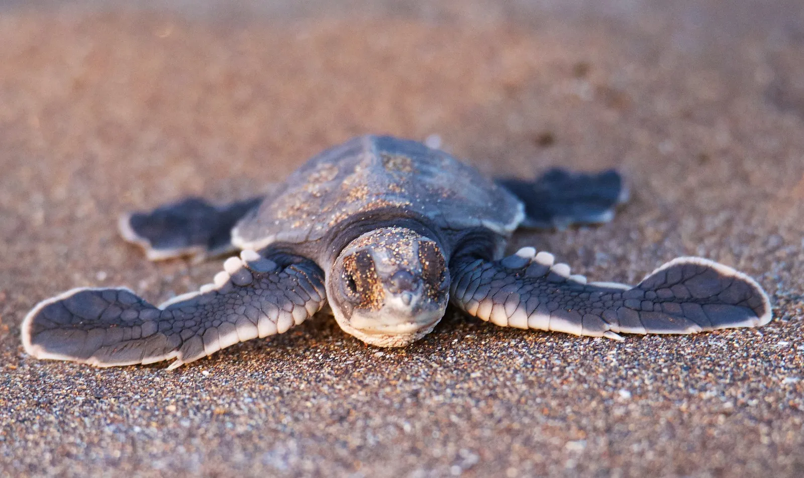 Green sea turtle photo 1
