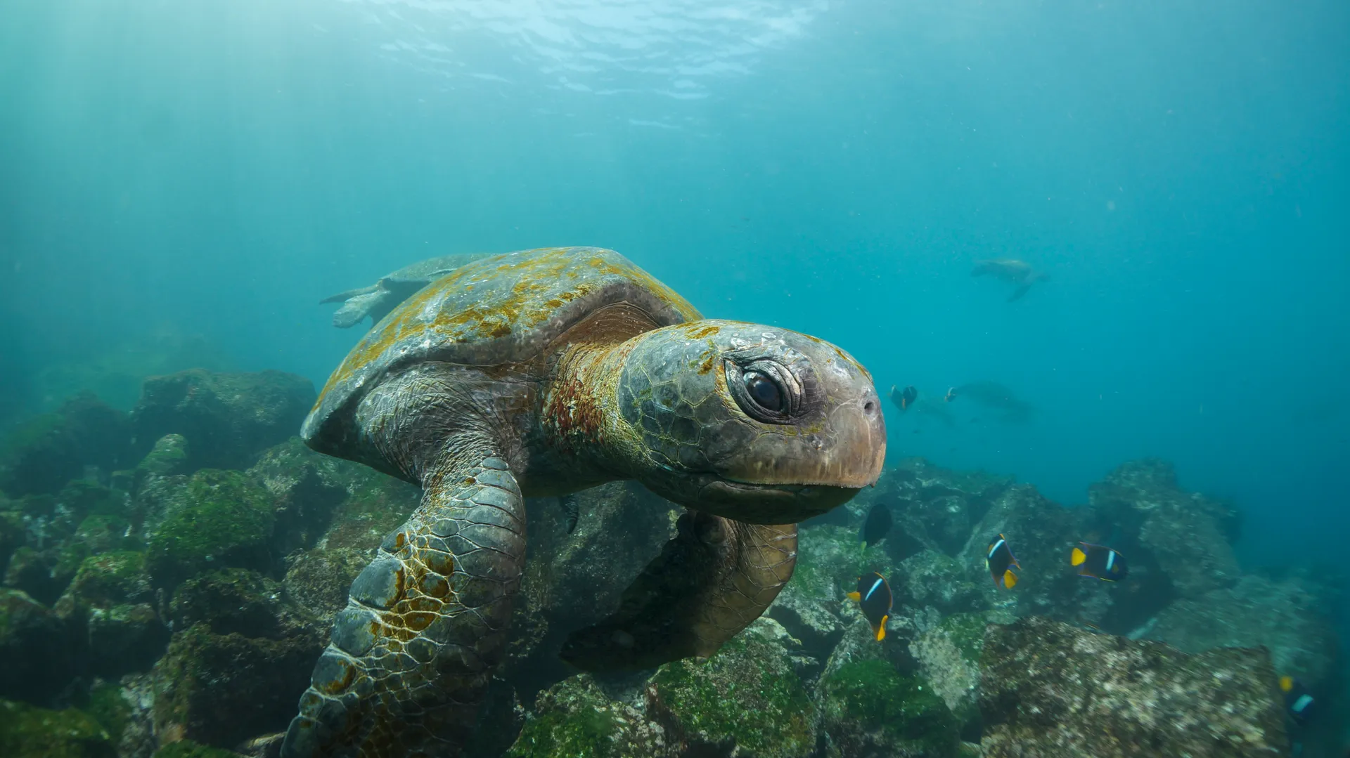 Green sea turtle photo 2