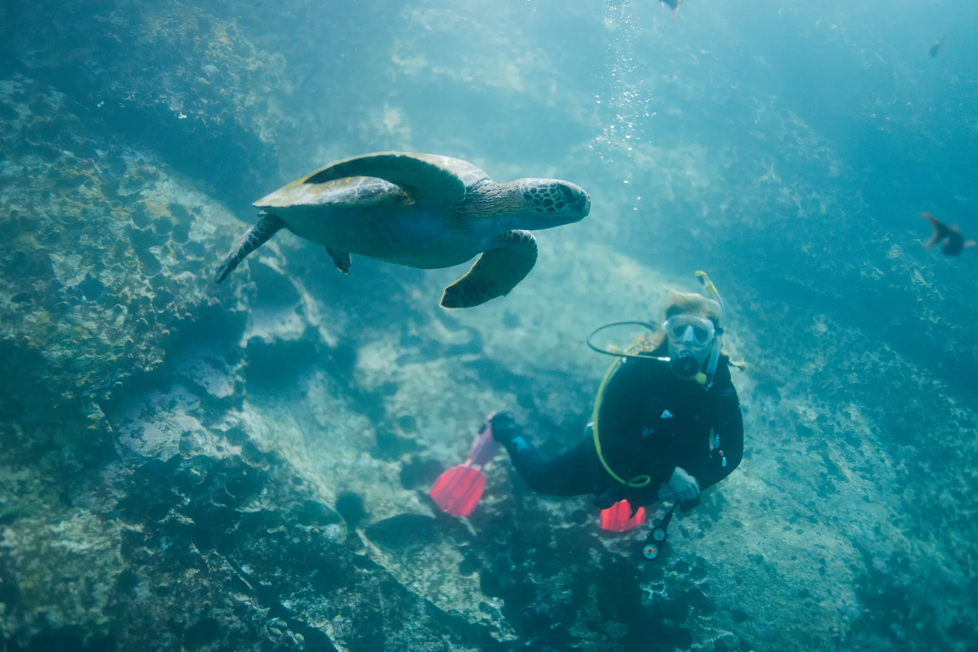 Green sea turtle photo 3