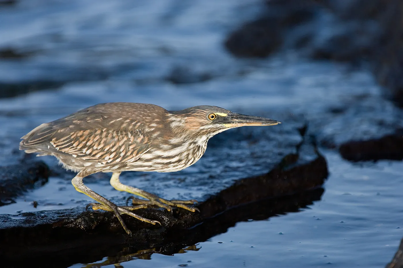 Lava heron photo 1