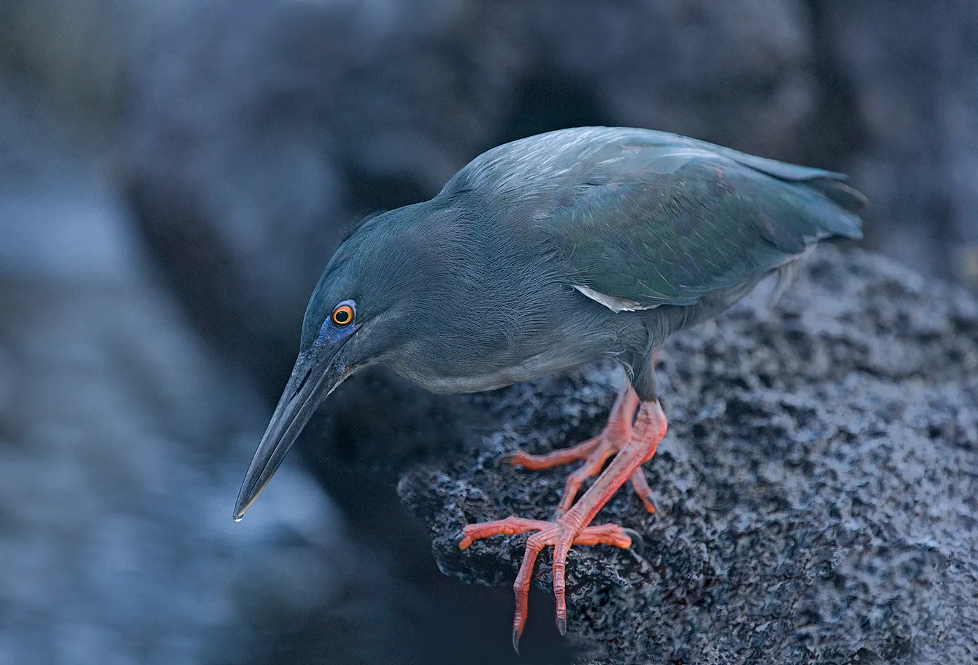 Lava heron photo 2