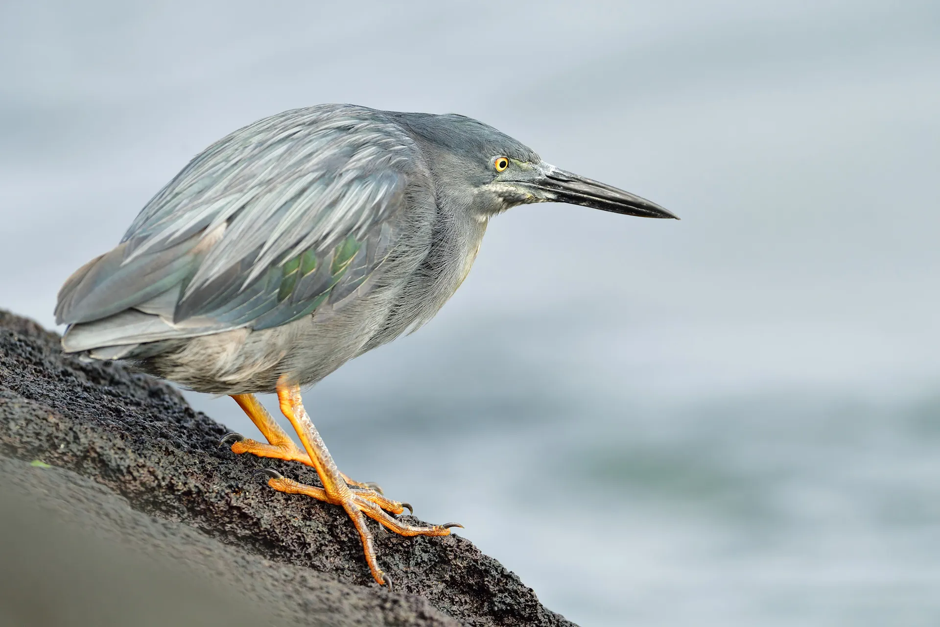 Lava heron photo 3