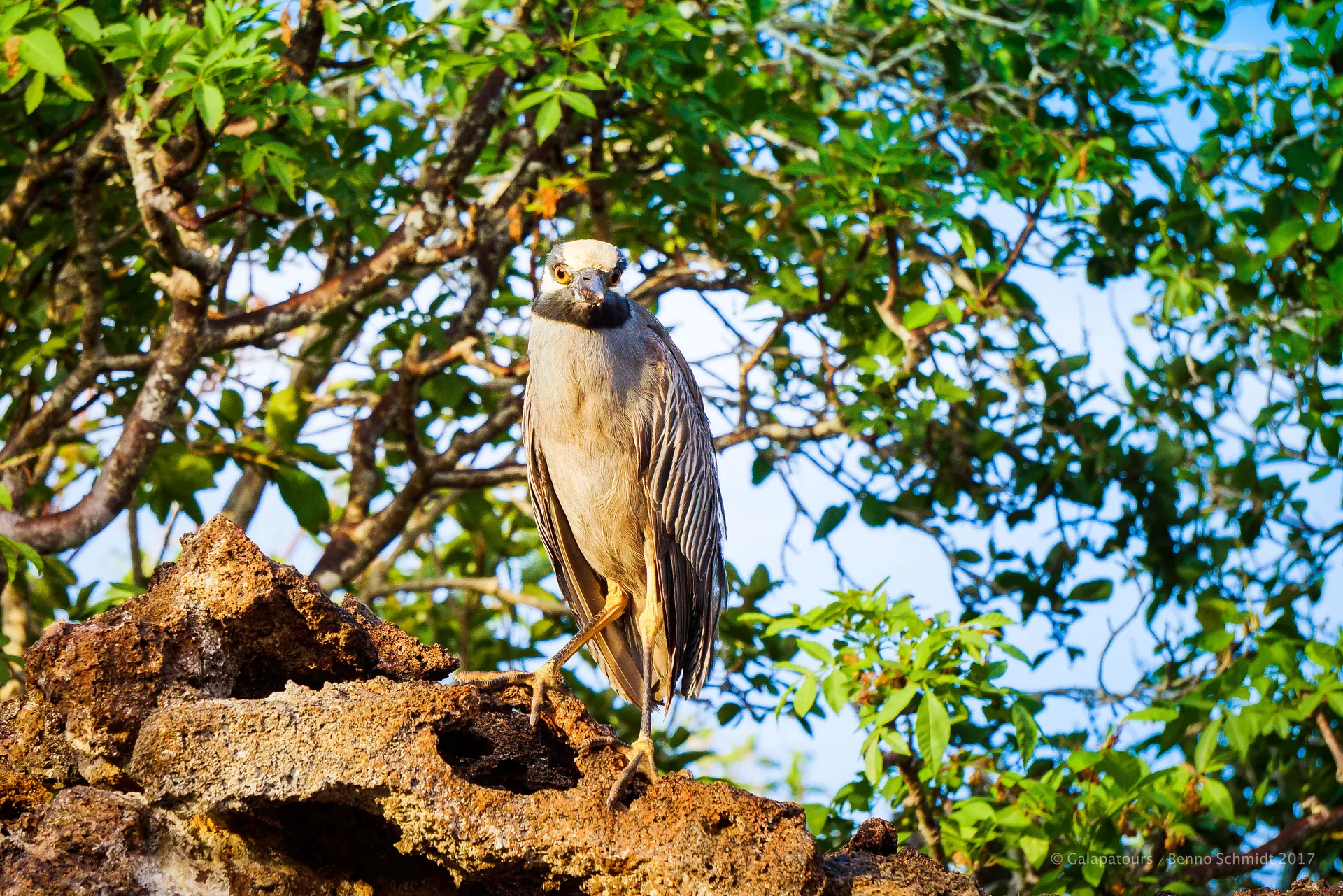 Lava heron photo 4