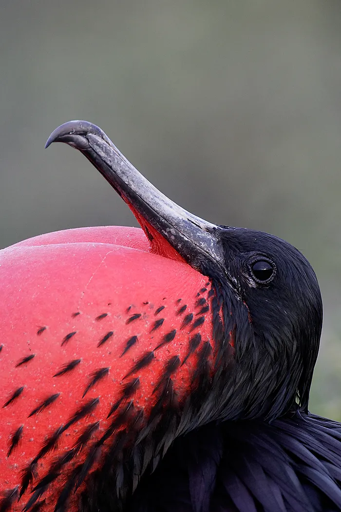 Magnificent frigatebird photo 1