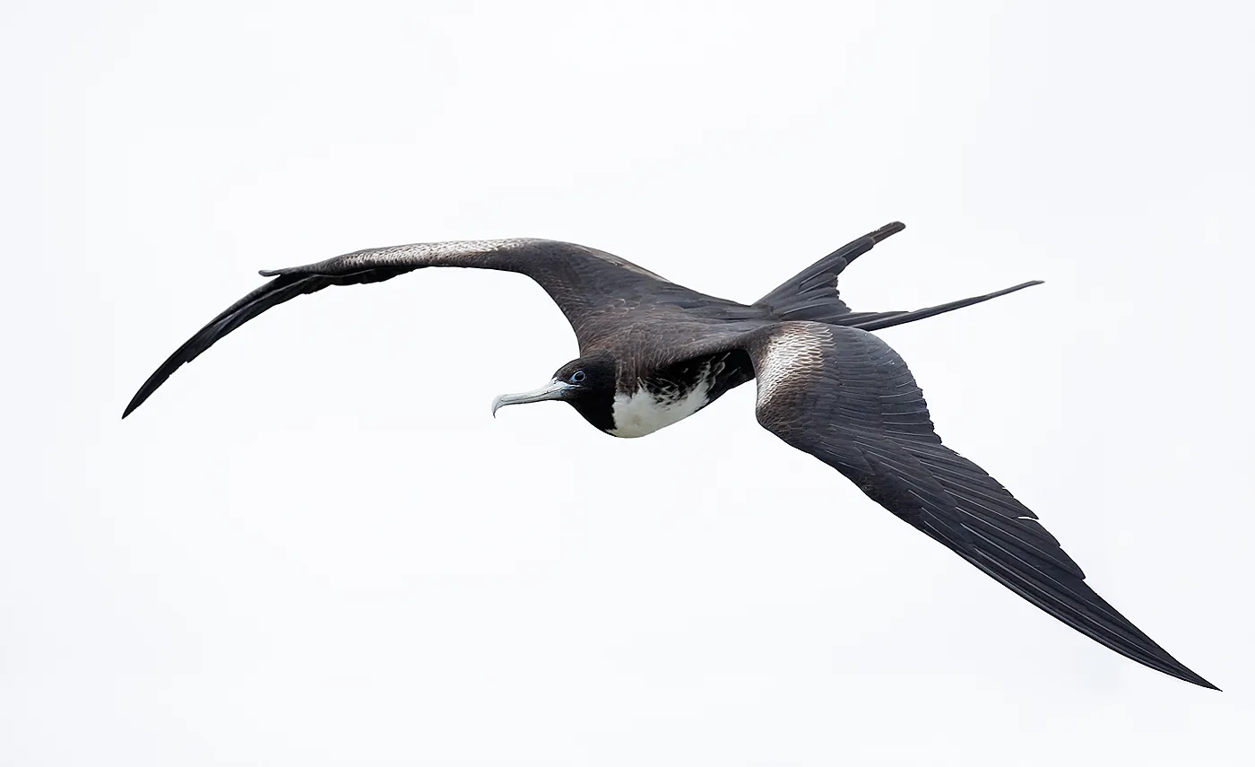 Magnificent frigatebird photo 2
