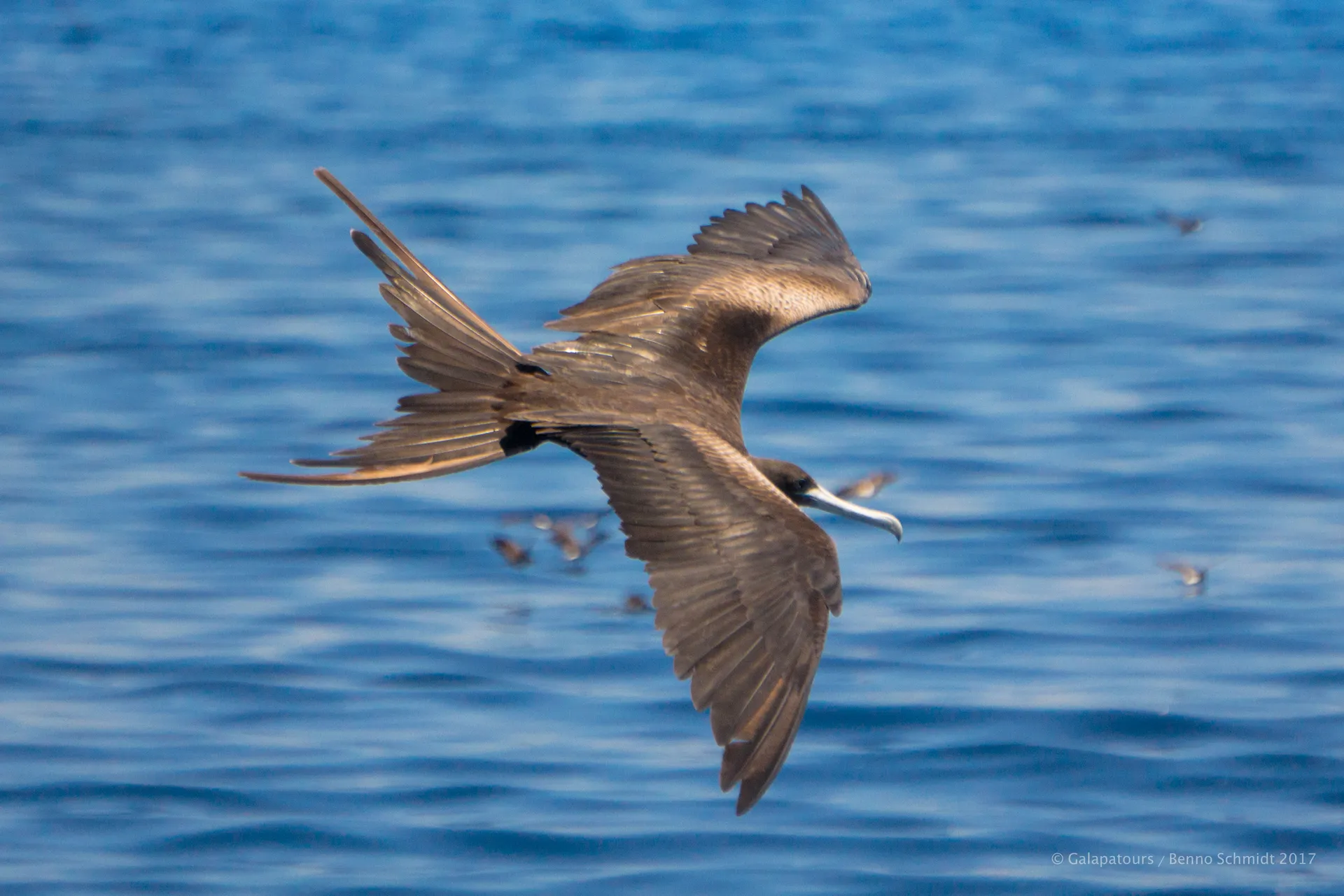 Magnificent frigatebird photo 3