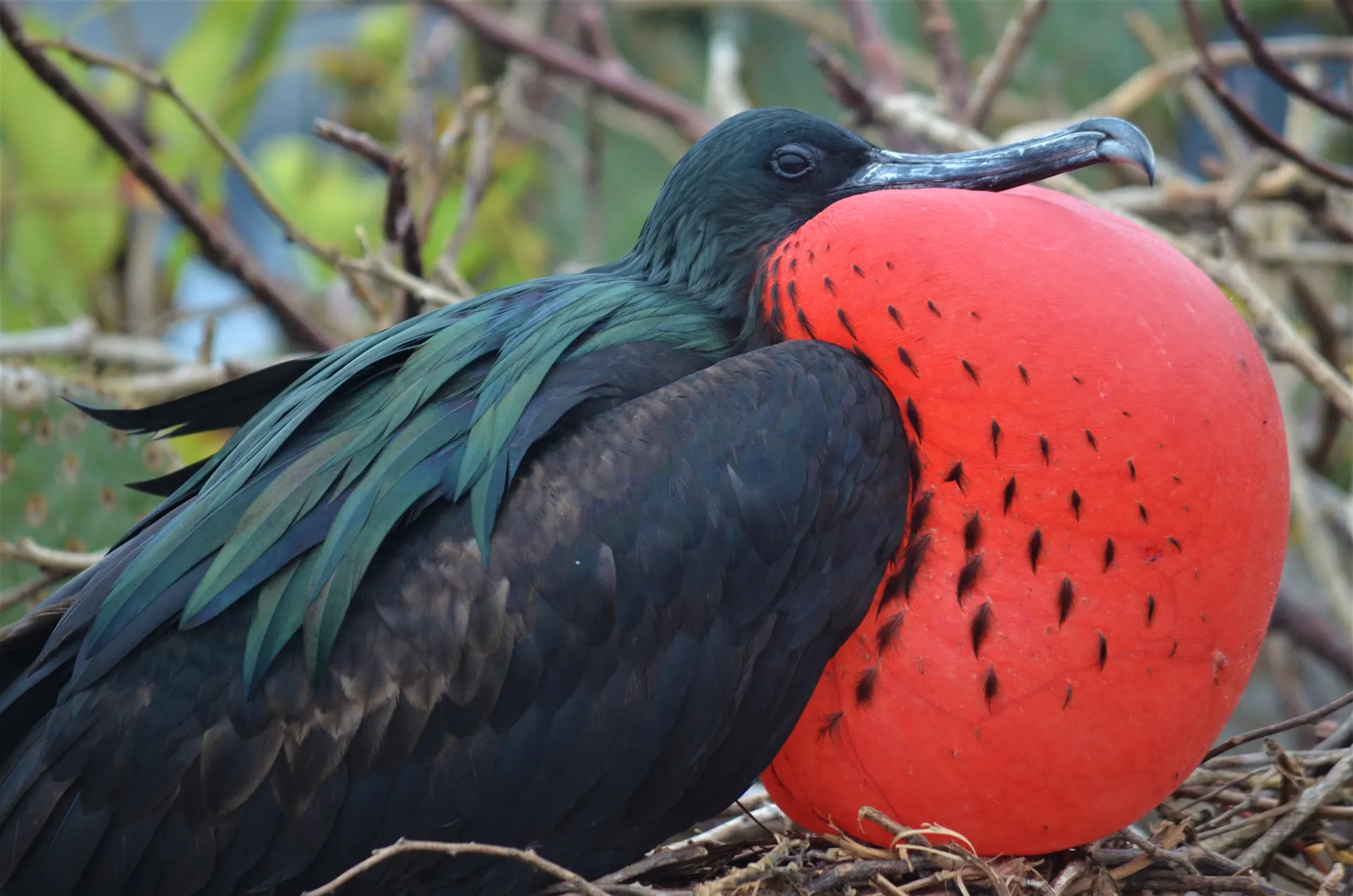 Magnificent frigatebird photo 4