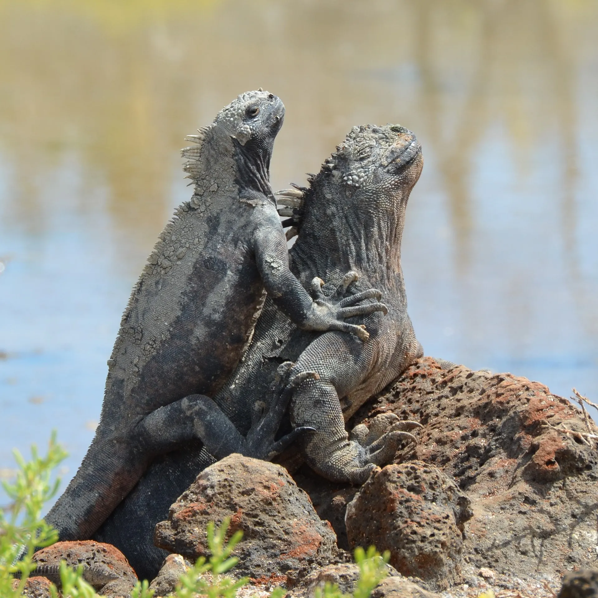 Marine iguana photo 1