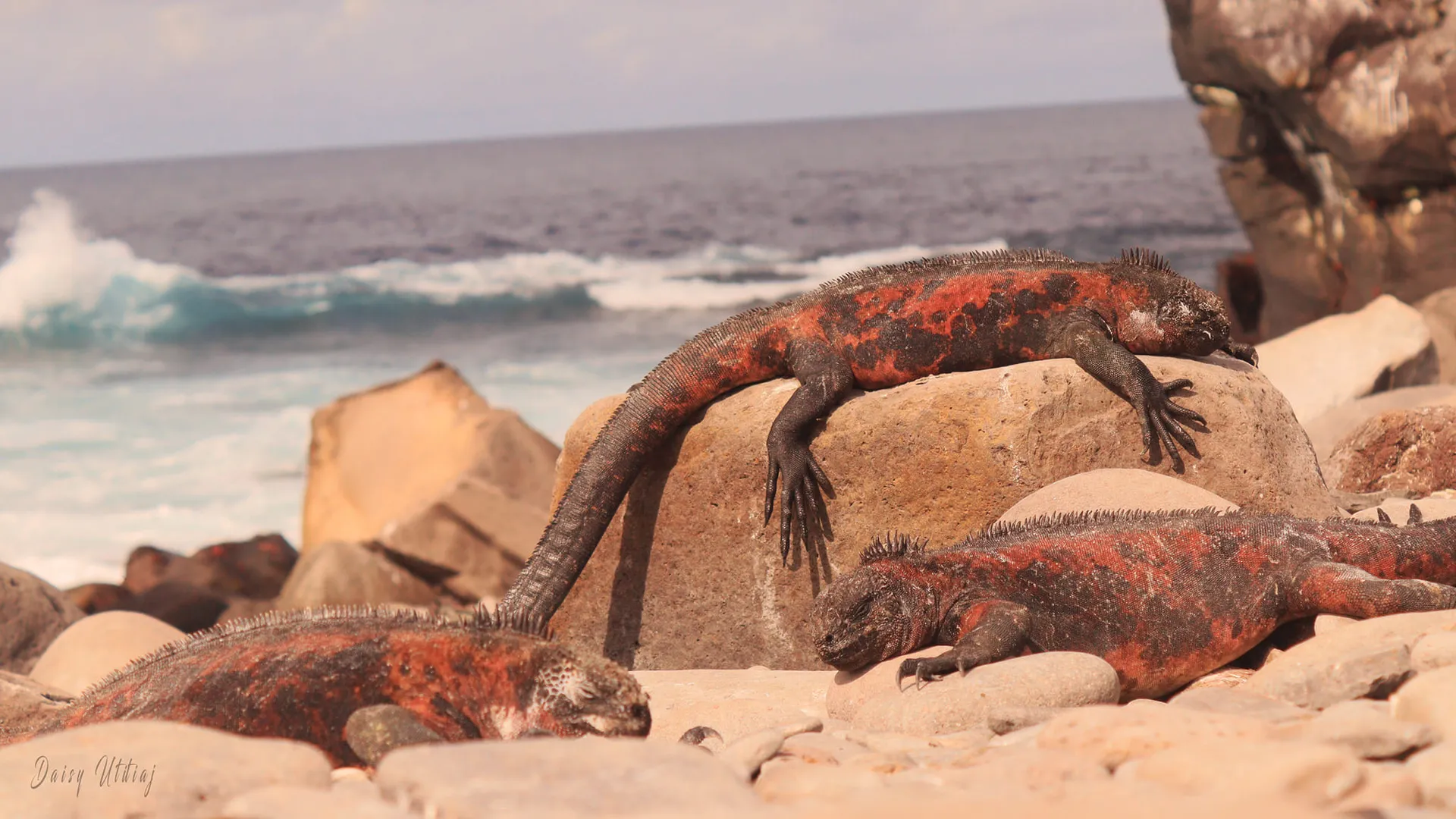 Marine iguana photo 2