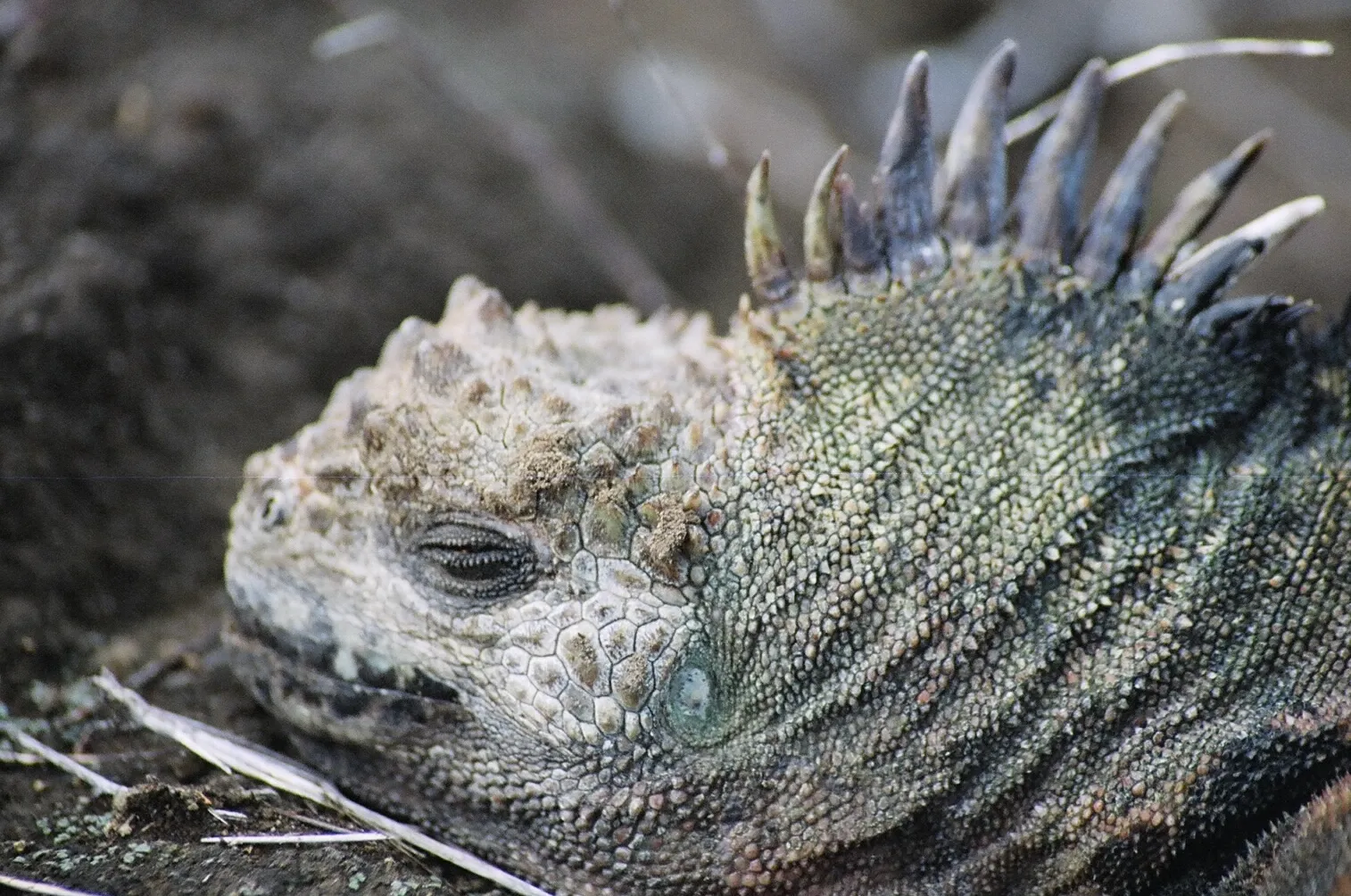 Marine iguana photo 3
