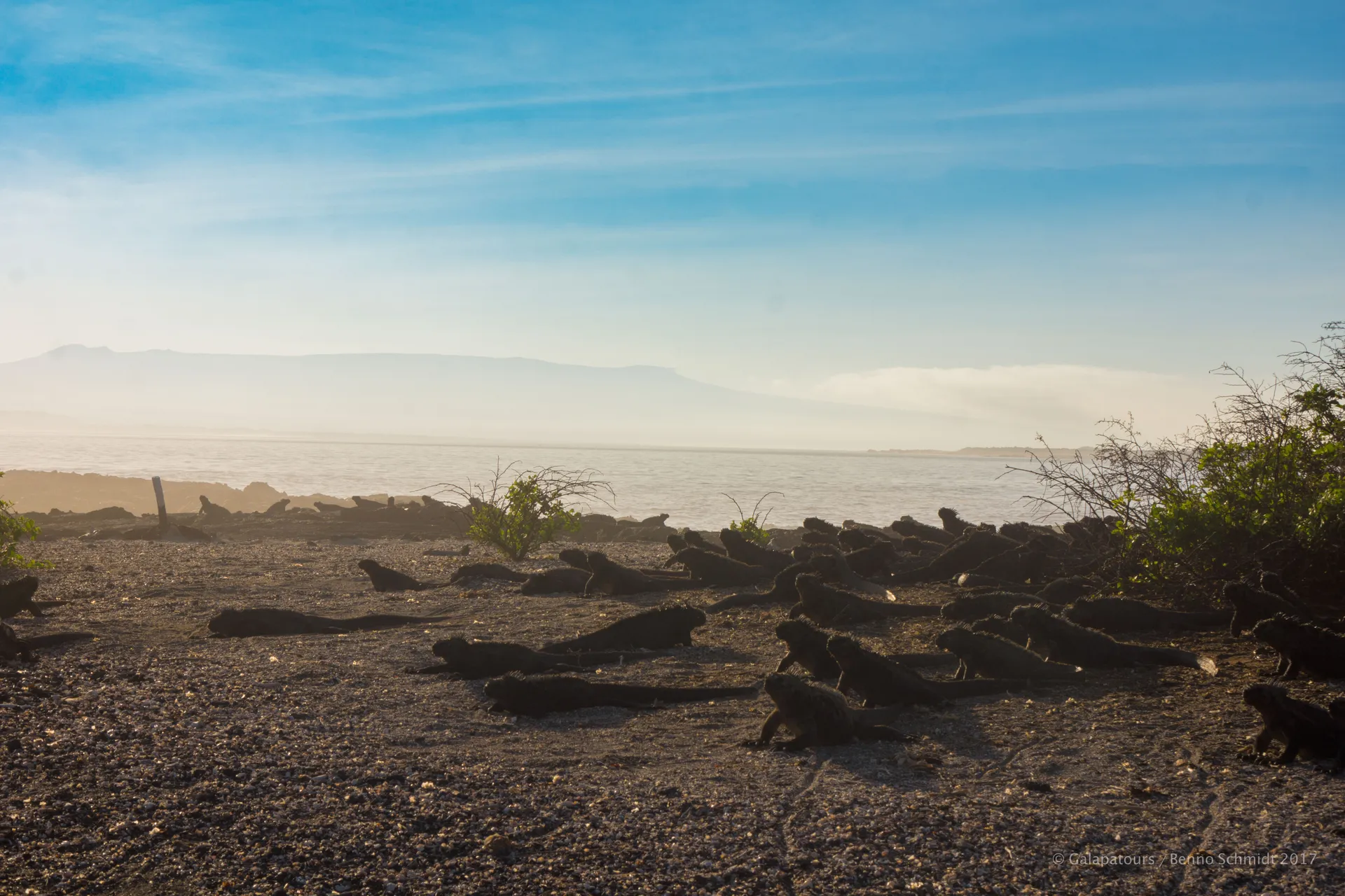 Marine iguana photo 4