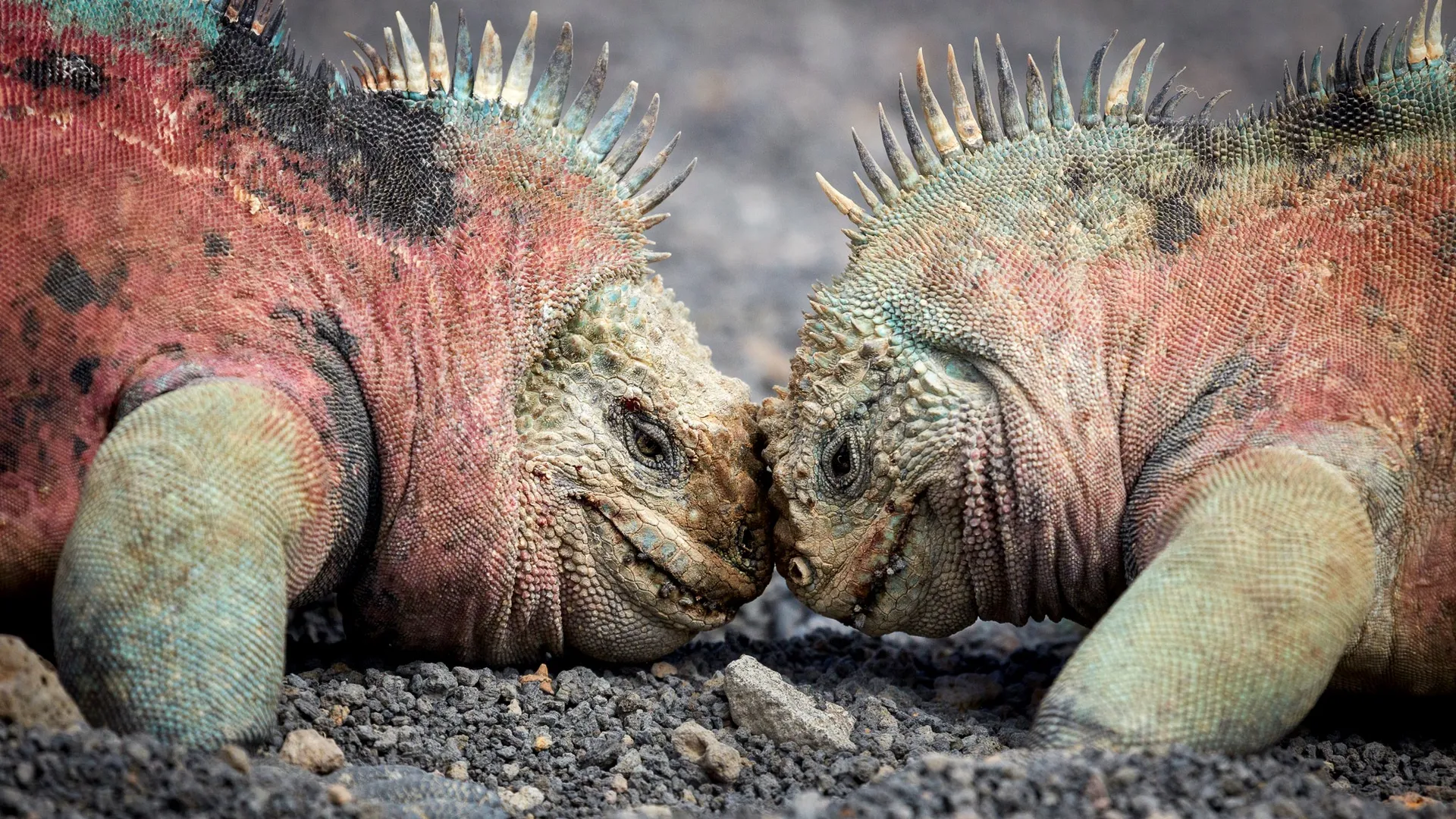 Marine iguana photo 5