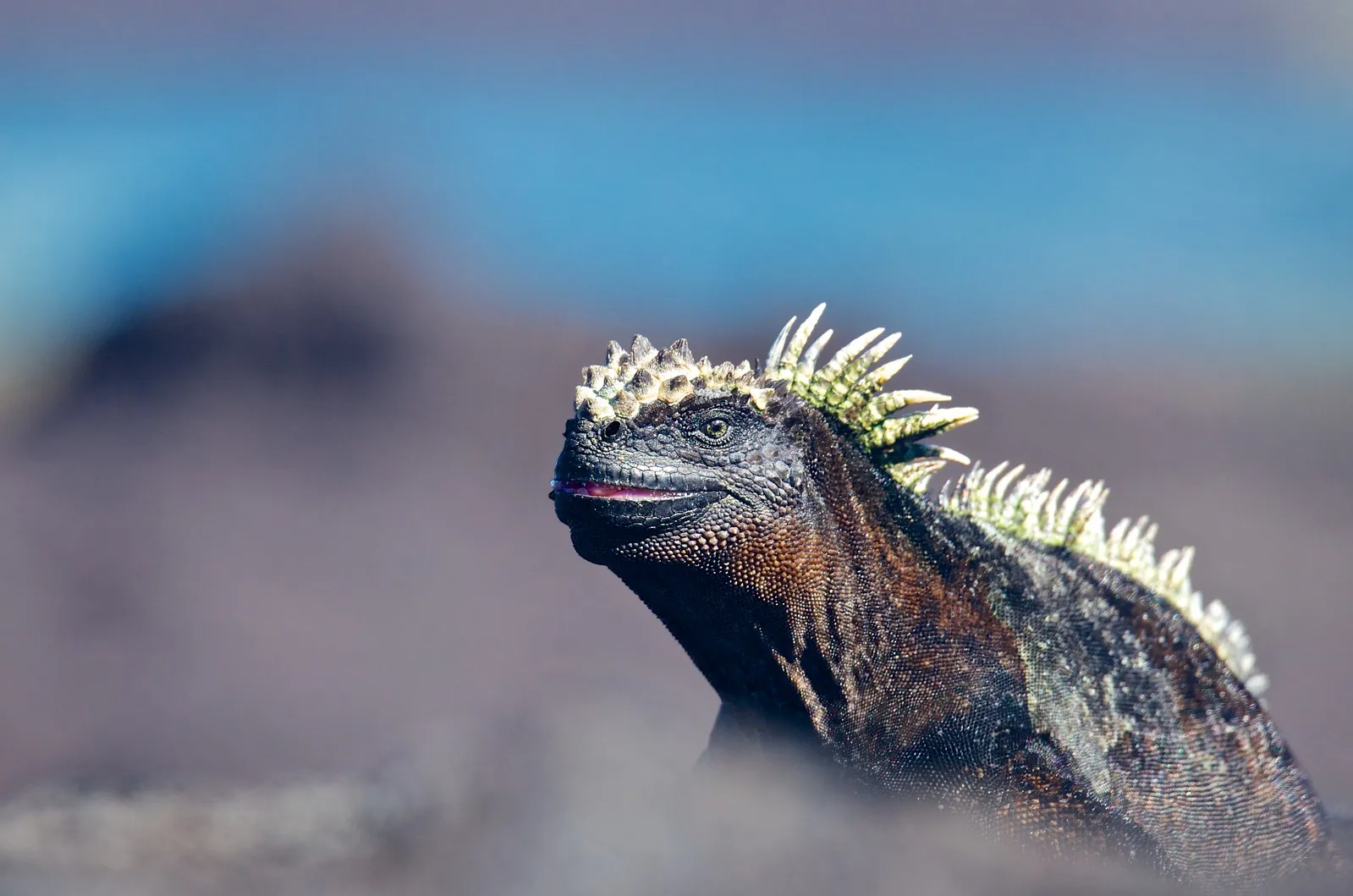 Marine iguana photo 6