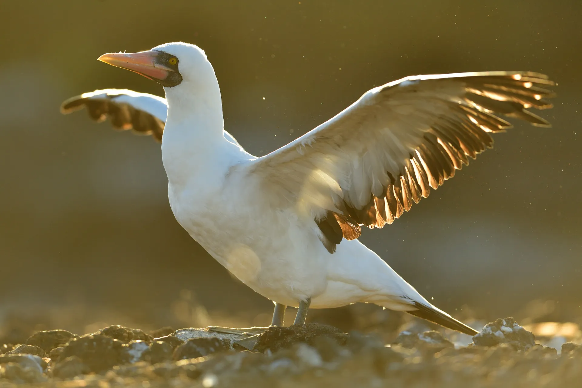 Nazca booby photo 1