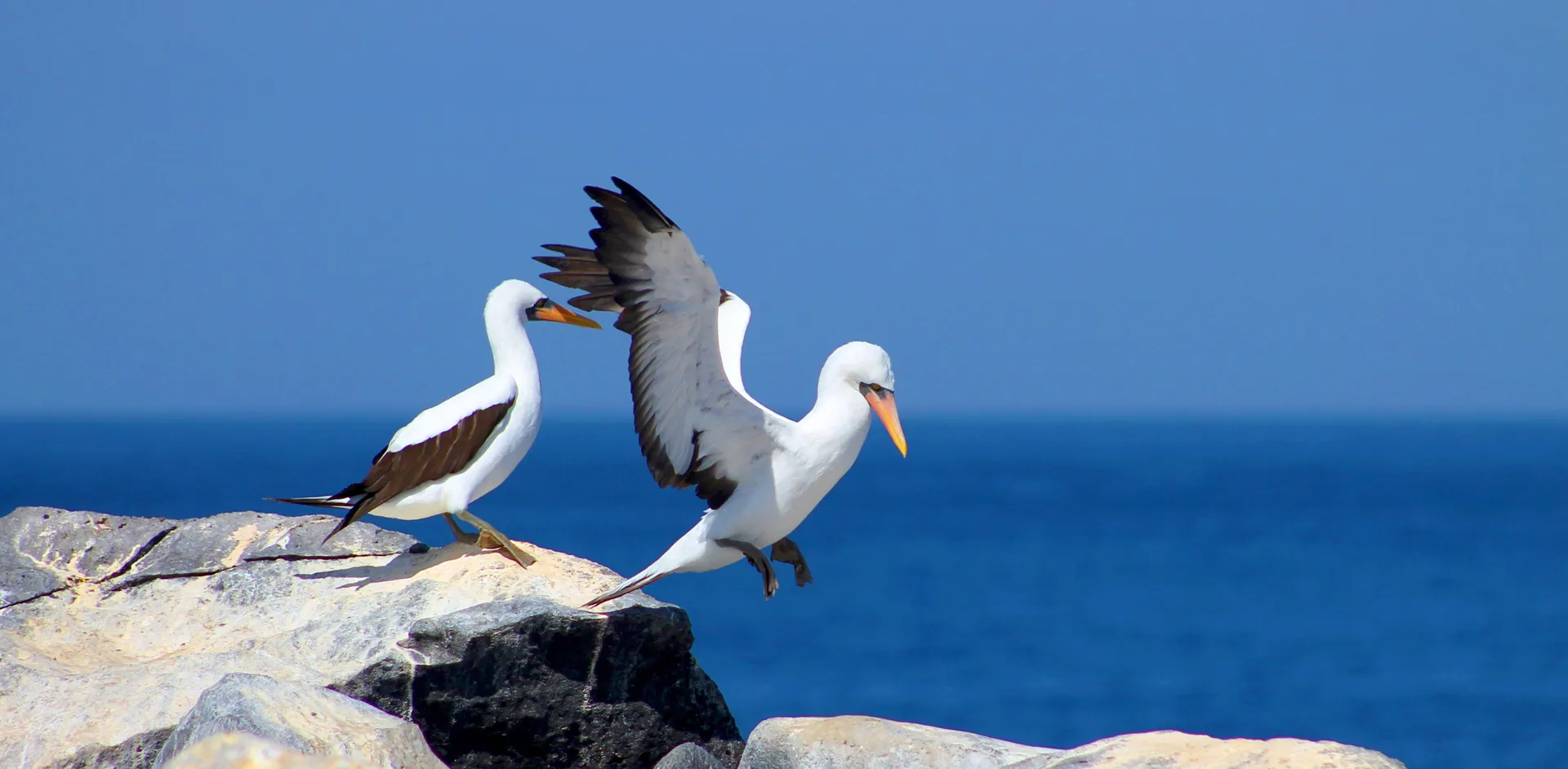 Nazca booby photo 3