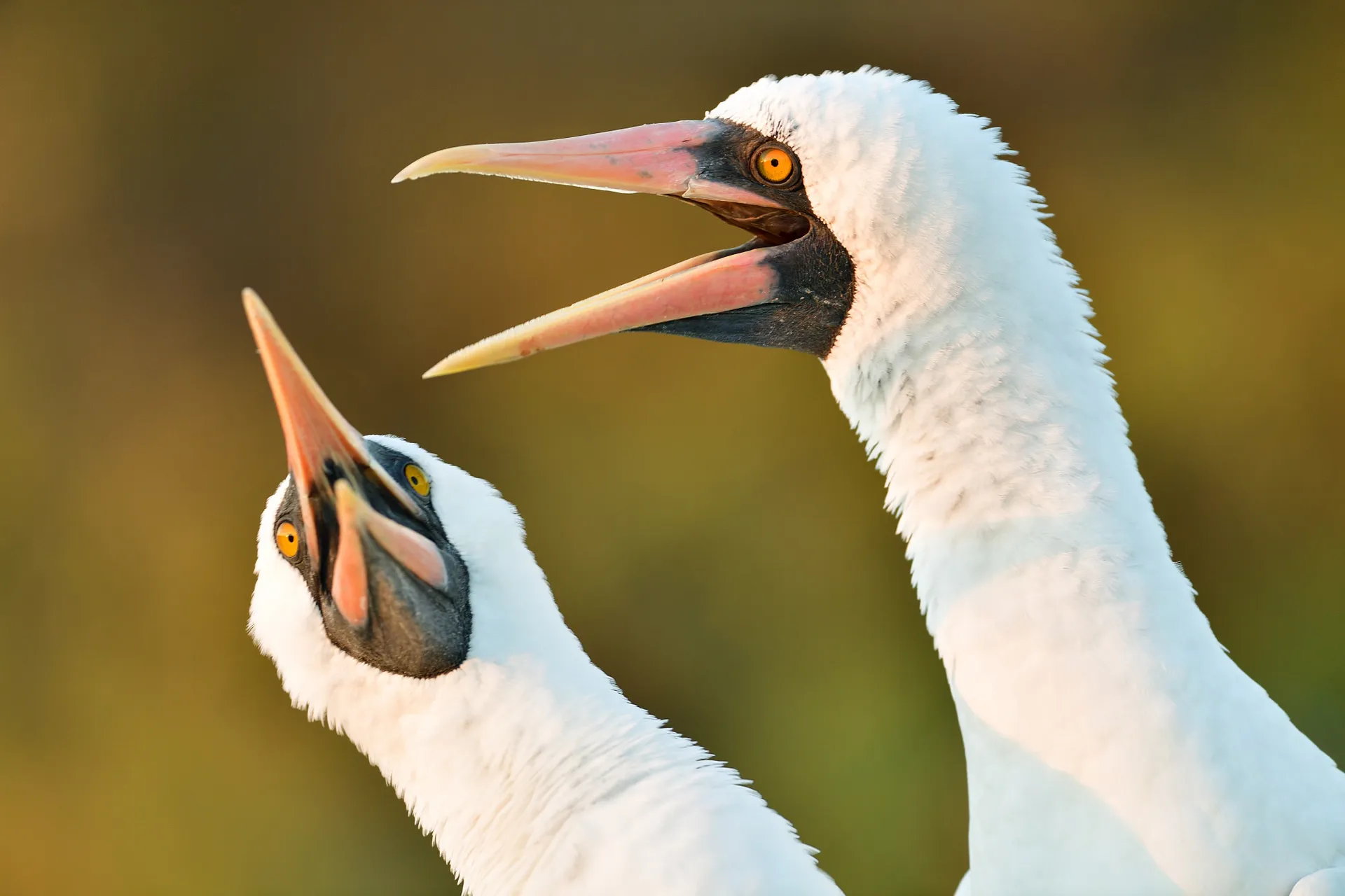 Nazca booby photo 4