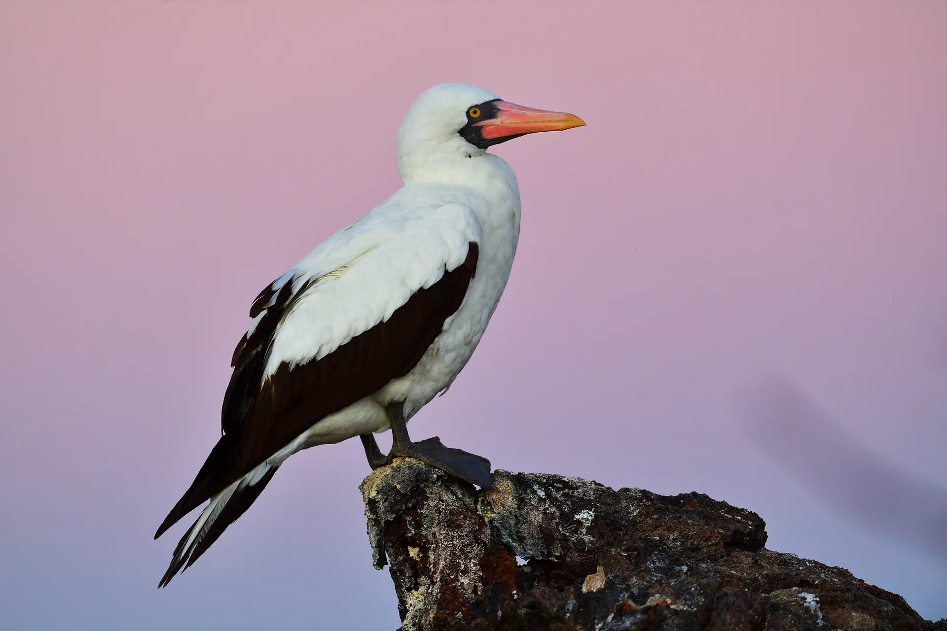 Nazca booby photo 5