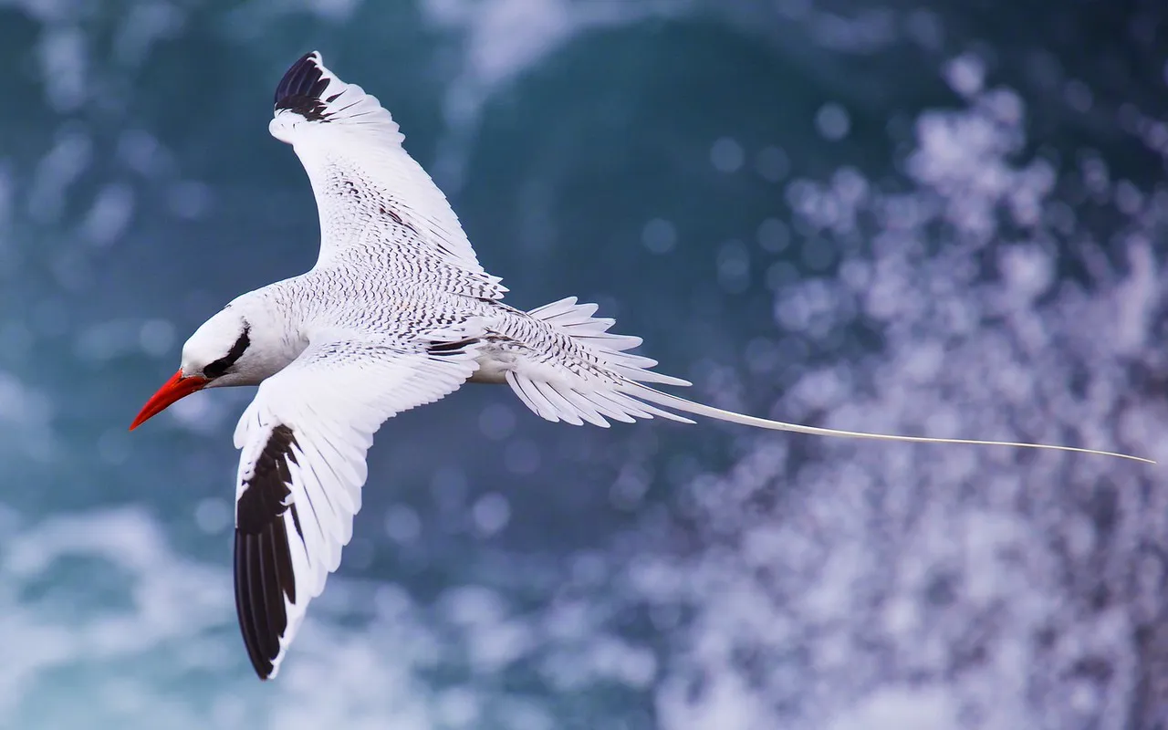 Red-billed tropicbird photo 1