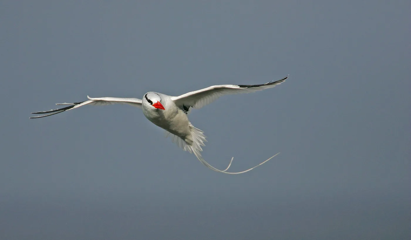 Red-billed tropicbird photo 2