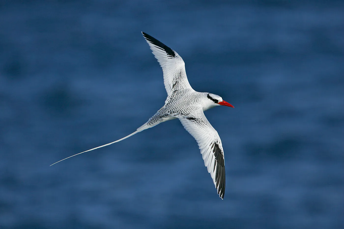 Red-billed tropicbird photo 3