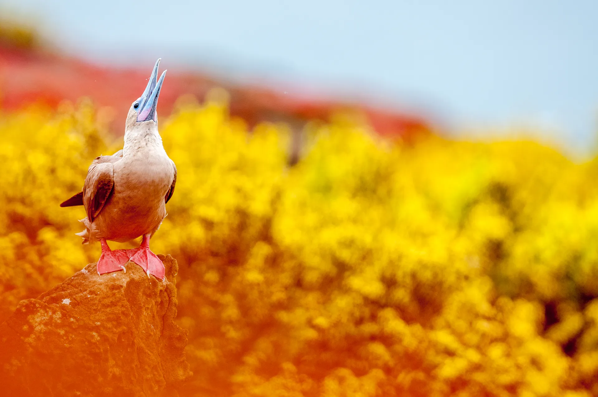 Red-footed booby photo 2
