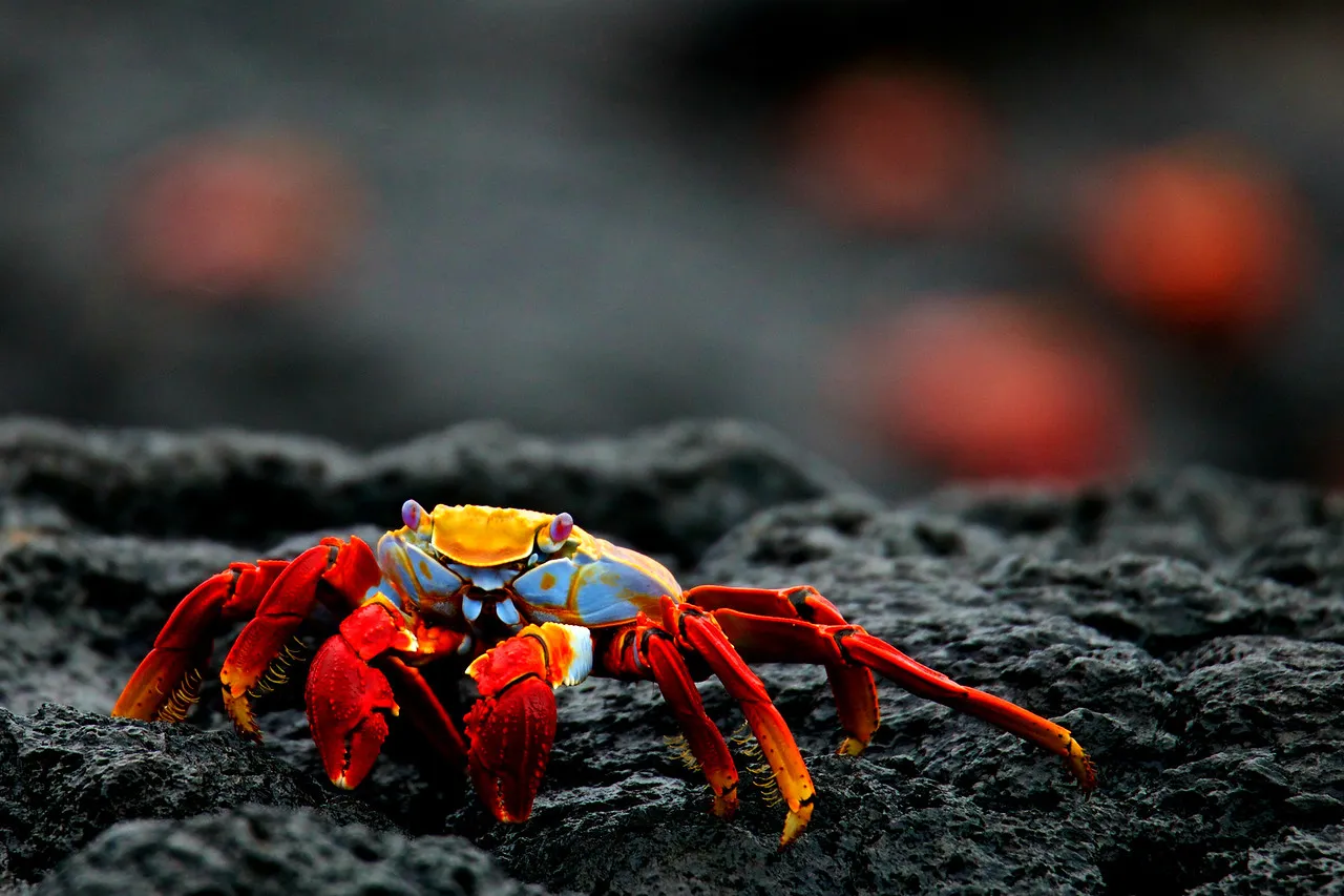 Sally lightfoot crab photo 1