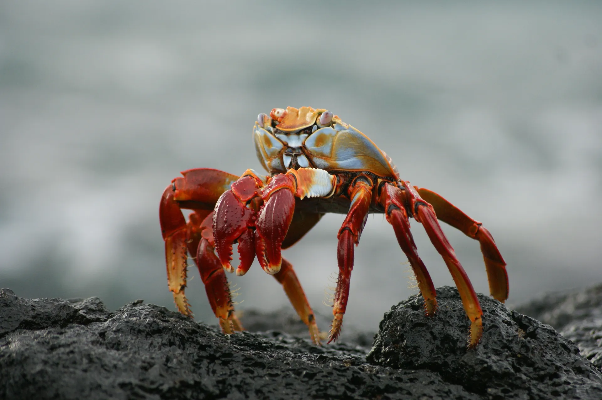 Sally lightfoot crab photo 3