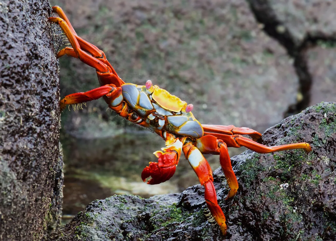 Sally lightfoot crab photo 4