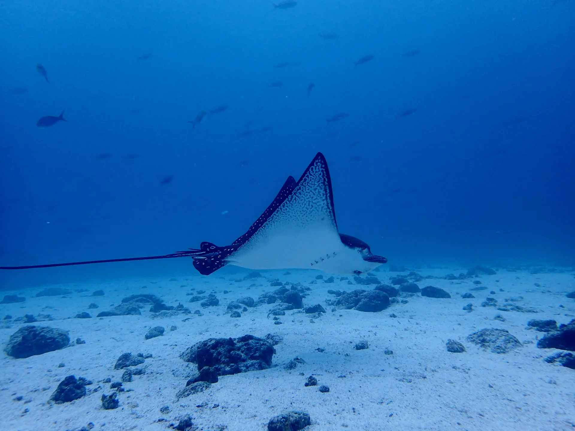 Spotted eagle ray photo 1