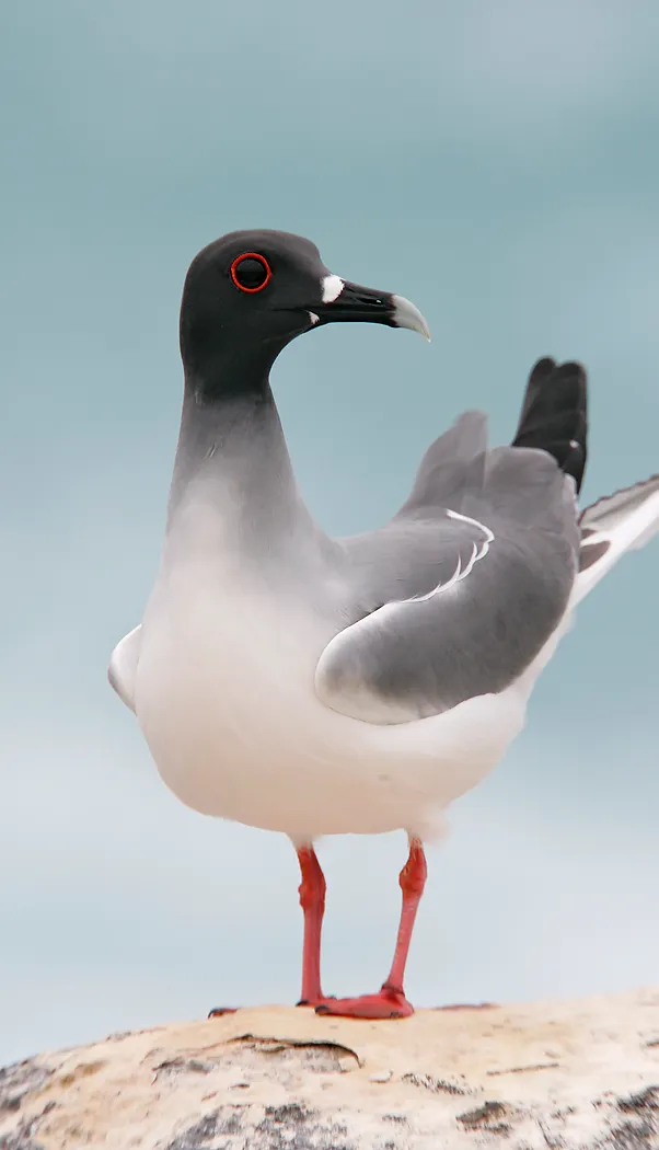 Swallow-tailed gull photo 1