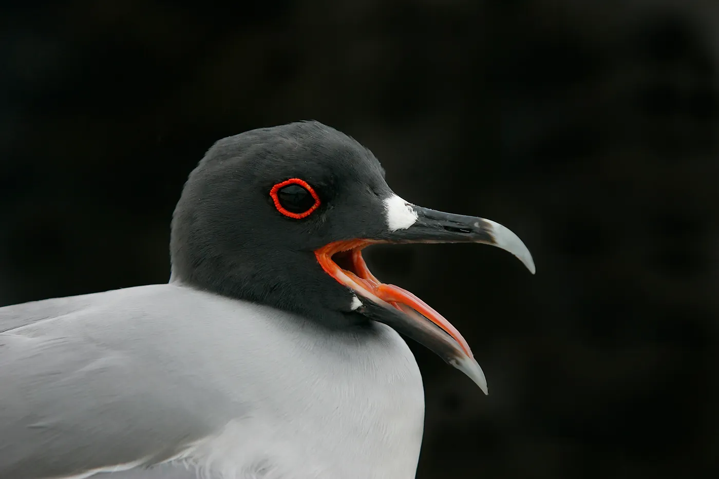 Swallow-tailed gull photo 3