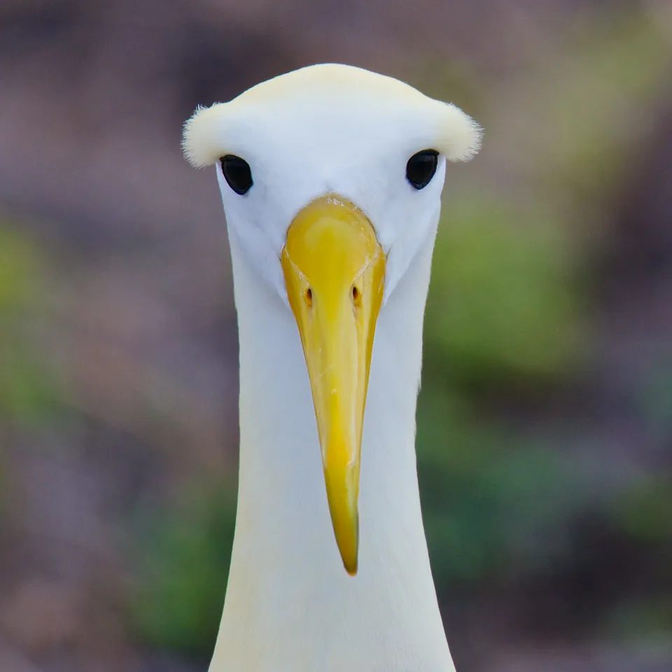 Waved albatross photo 1