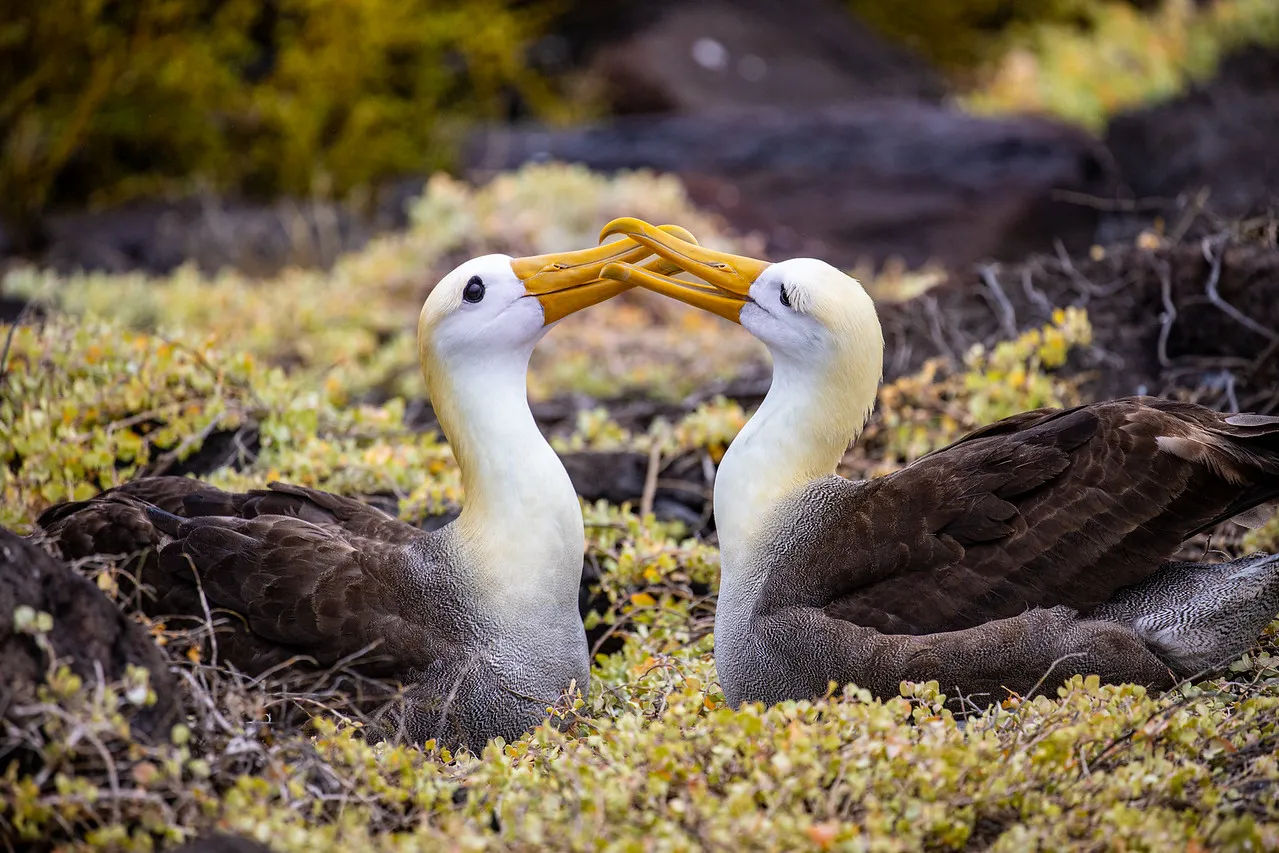 Waved albatross photo 2
