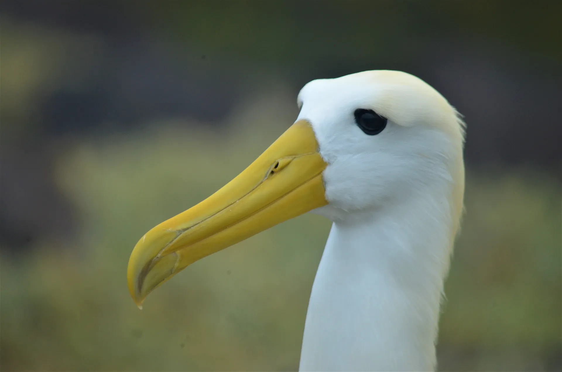 Waved albatross photo 3