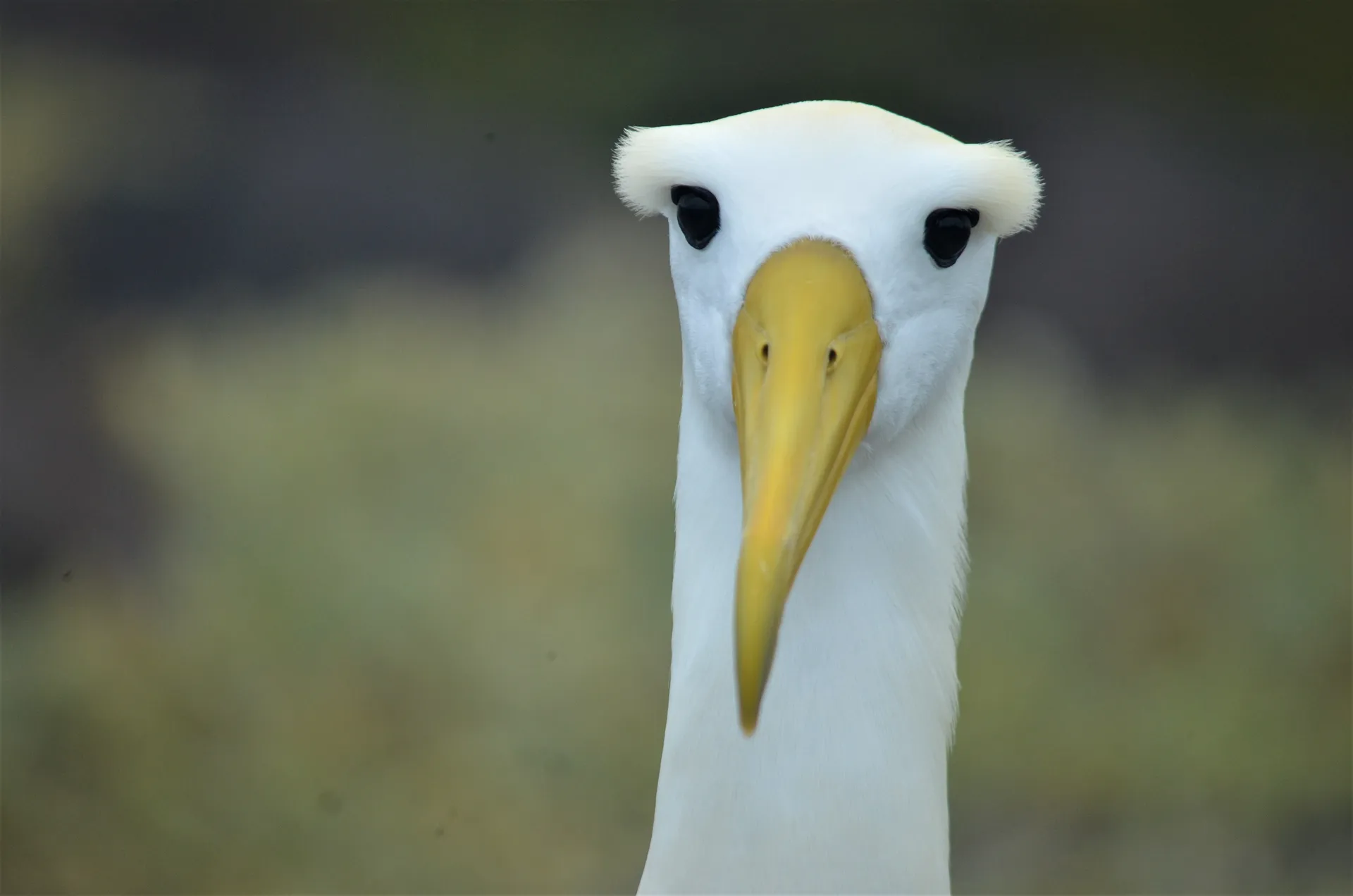 Waved albatross photo 4