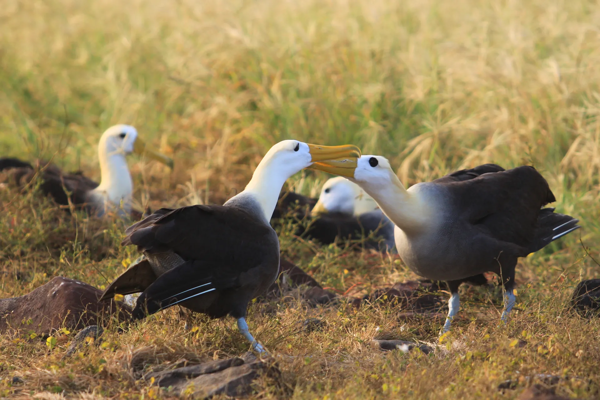Waved albatross photo 5