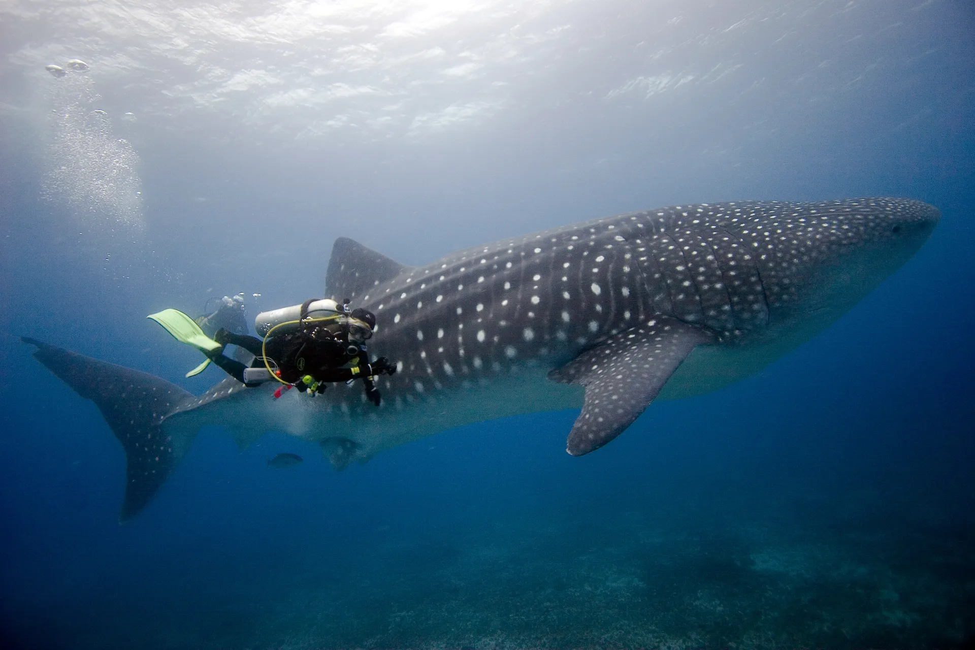 Whale shark photo 1